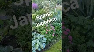 Garden Tour-  beautiful Spirea shrub #garden #gardening #greenlove #gardenwalk #spirea #shrub #plant