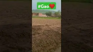 #gao