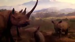 Black Rhino and oxpecker bird Diorama
