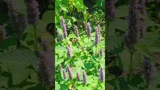 Jean's and Jim's Garden 2024
