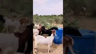 Goats In Desert village #goatslover #goatsinthedesert #instagram #Wildlife #GoatsShorts
