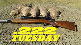 222 прим. ПРЕРИ ДОГГЕН. 250-450+ ярдов.