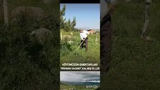 TIRPANA HASRET KALMIŞ ELLER  HOCAHASAN KÖYÜMÜN AK SAÇLILARI