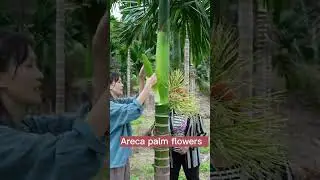 Areca Palm  Do You Know This Plant? #satisfying #short