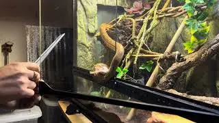 Trying to keep Amazon Tree Boa in her enclosure with feeding!😂