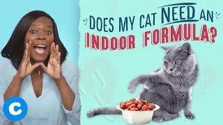 The Best Foods For Indoor Cats | Chewy