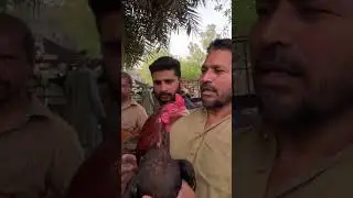 Message from King Cock #kingcock #murgha #message #visitirio