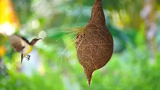 White rumped munia bird nesting in an artificial cage