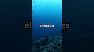 D&eacute;couvrez le fascinant Requin-marteau halicorne!
