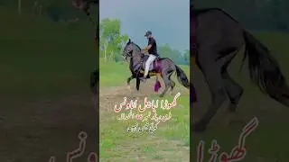 Top breeder horse Pakistan free #horse