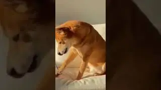 Giga dog #gigachad  #giga #dog @ilovezodiac #subscribe #support #newchannel #dream #meme  #fyp