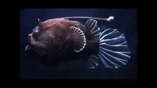 Strangely Beautiful Deep Sea Creatures