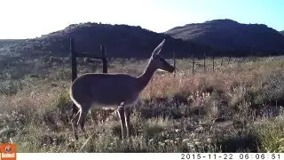 Grey Rhebok mommy