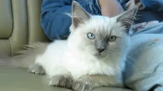Picking up our ragdoll kitten