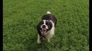 Dog Attacks Quadcopter Drone - DJI Phantom