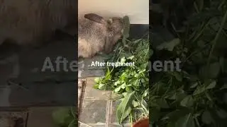 rabbit pneumonia treatment || rabbit snuffles treatment #rabbitpneumonia   #rabbitsnuffles