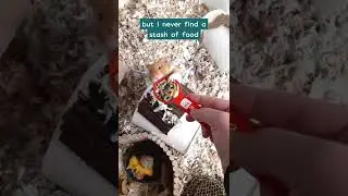 How Much Do You Feed Your Hamster??