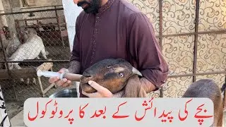 After Delivery Protocol || بچے کی پیدائش کے بعد کا پروٹوکول