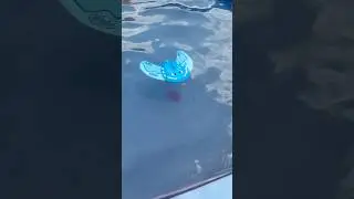 Sea glider pool toys that propel through water themselves!