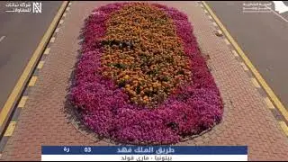 مقتطفات من أعمال زراعة زهور الحوليات الشتوية بالواجهة البحرية والصناعية بالهيئة الملكية بينبع.