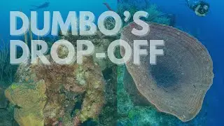 Dumbo's Drop-Off: A Rare Chance To See An Elephant While SCUBA Diving