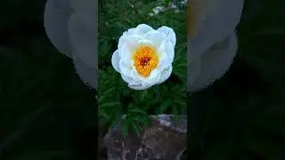 NATURE'S WISDOM   Life Lessons from Flowers! 🌺 #shorts #naturewisdom #life