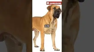 Top 5 Amazing Historical Facts About Dogs!
