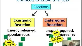 Metabolic Pathways & Energy AP biology 3.4
