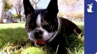Do You Think That Your Dog Is Smart? - Dog Park Confessions