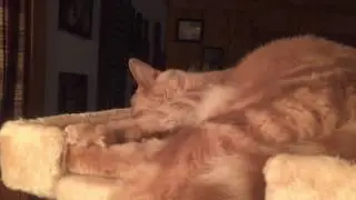 Cats r Cool
