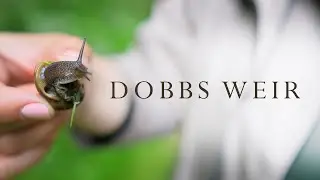 Dobbs Weir, May 2025