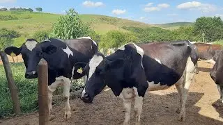 Preço das vacas Leiteiras em MG // Vacada boa com preço baixo ...
