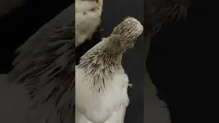 hand feeding #kabouter #pigeon #minivlog #birds #viral #viralvideo #kaboutervideo