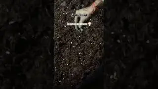 Spawning in button mushroom #farming #motivation #cultivation