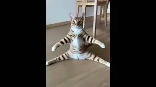 Tangyuan&rsquo;s Heart Attack 💘 You&rsquo;ve Been Warned! #cat #cute #funnycats