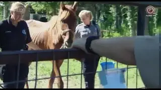 Animal Cops Houston - S14E07:  Super Trooper