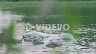 Two mute swans and their cygnets eating underwater plants near the shore