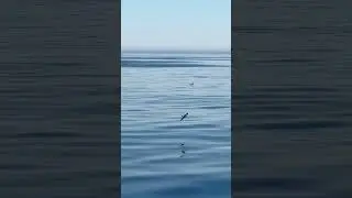 European Storm Petrel, Norway
