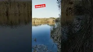 F&eacute;lhalmi-holt&aacute;g, kicsit t&ouml;bb  mint 24 &oacute;r&aacute;s peccant&aacute;s.