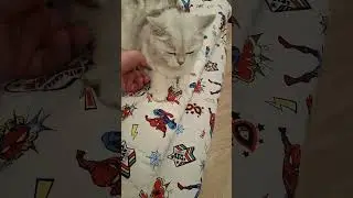 🤯😡УКУСИЛА..,УШЛА ПО АНГЛИЙСКИЙ ☄️🌪‼️