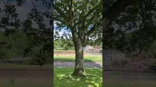 Sessile oak - trunk & lower canopy - July 2024