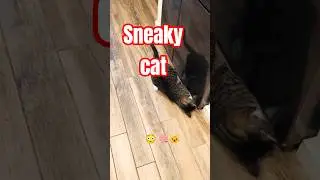 This Cat Is Not Innocent 👀🐱.