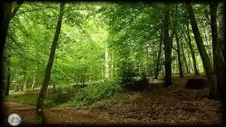 Relaxing Nature Sounds Birds Singing in the Morning Forest - Summer Trees - Green Nature