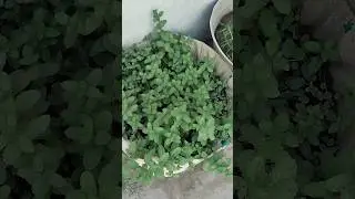 #mint #plants #nature #love #lovewithnature #rooftopgarden #green #greenery #shorts #viral