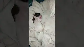 newborn puppy crying | newborn puppy care