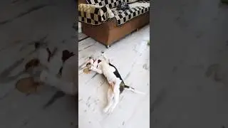 Beagle puppy reaction to the rose 🌹 tied in his collar band #shortsfeed #doglover #ytshorts #funny