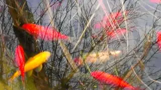 29 March 2014 Spring Ponds in Canada