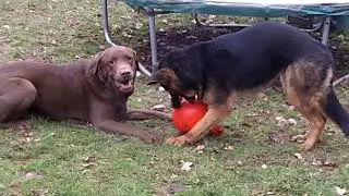 Laurel & Hardy AKA as  Head Boy Labrador Buddy & GSD Tinkerbell.