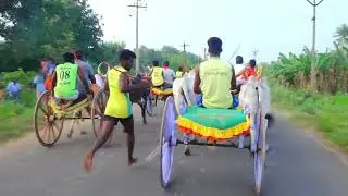 பெரியமாடு தனியாமங்கலம் பந்தயம் 27-12-2025|Periyamadu thaniyamangalam Race