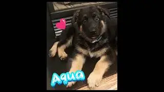 Замечательные немецкие щенки (оригинальное озвучивание Рэндалла)